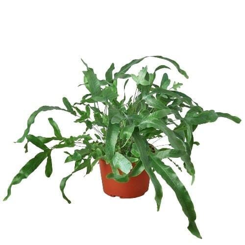 Fern 'Blue Star'-Indoor Plants-Trendy Gardener