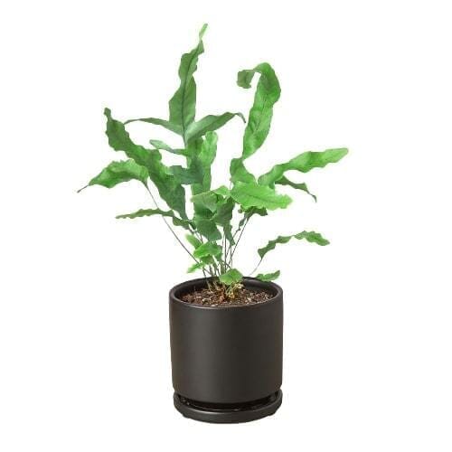 Fern 'Blue Star'-Indoor Plants-Trendy Gardener