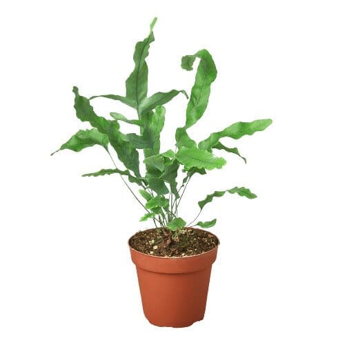 Fern 'Blue Star'-Indoor Plants-Trendy Gardener