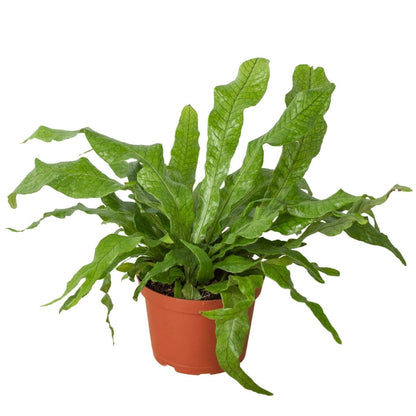 Fern 'Crocodile'-Indoor Plants-Trendy Gardener
