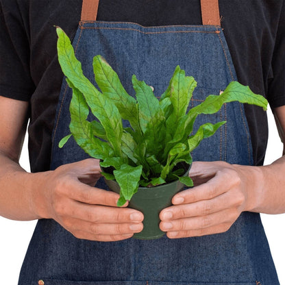 Fern 'Crocodile'-Indoor Plants-Trendy Gardener