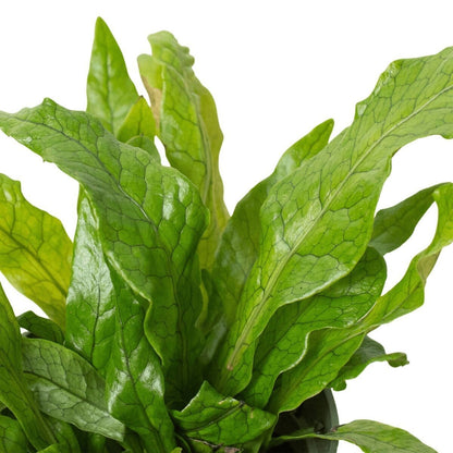 Fern 'Crocodile'-Indoor Plants-Trendy Gardener