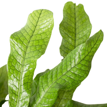 Fern 'Crocodile'-Indoor Plants-Trendy Gardener