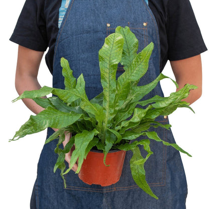Fern 'Crocodile'-Indoor Plants-Trendy Gardener