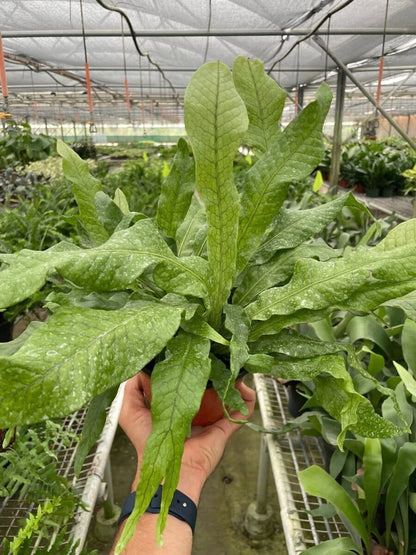 Fern 'Crocodile'-Indoor Plants-Trendy Gardener
