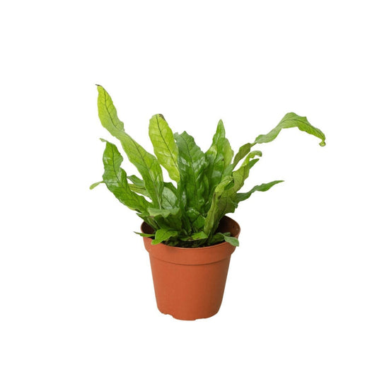 Fern 'Crocodile'-Indoor Plants-Trendy Gardener