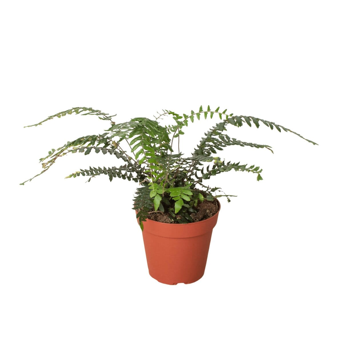 Fern Glowstar - 4" Pot-Indoor Plants-Trendy Gardener