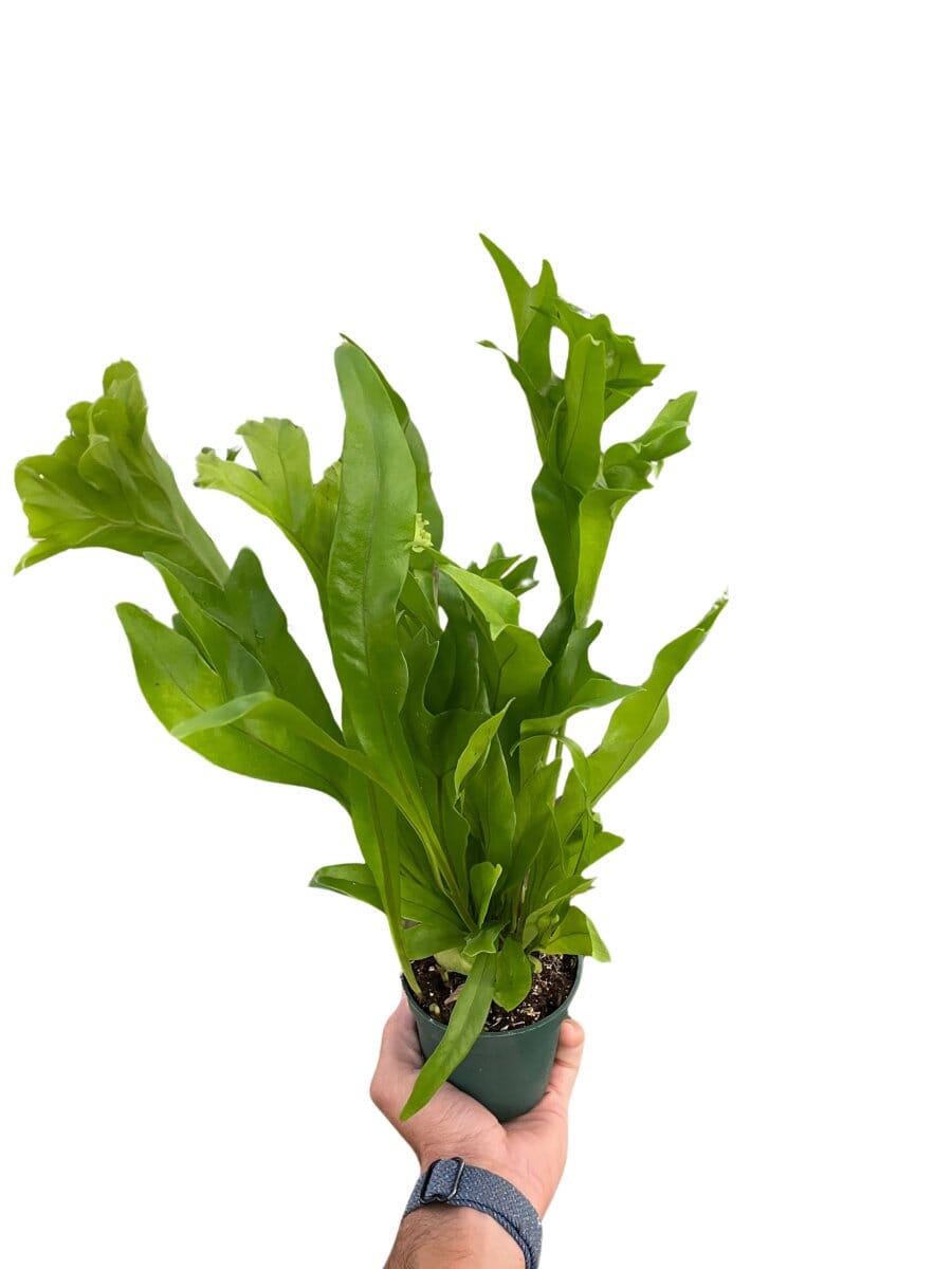 Fern 'Green Flame'-Indoor Plants-Trendy Gardener