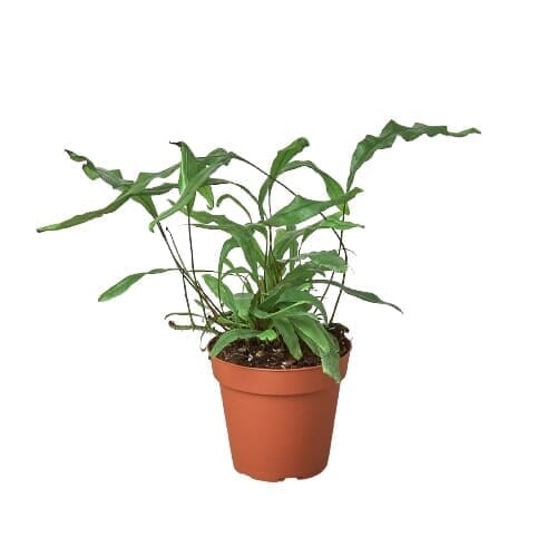 Fern 'Kangaroo Paw'-6" Plant-Trendy Gardener