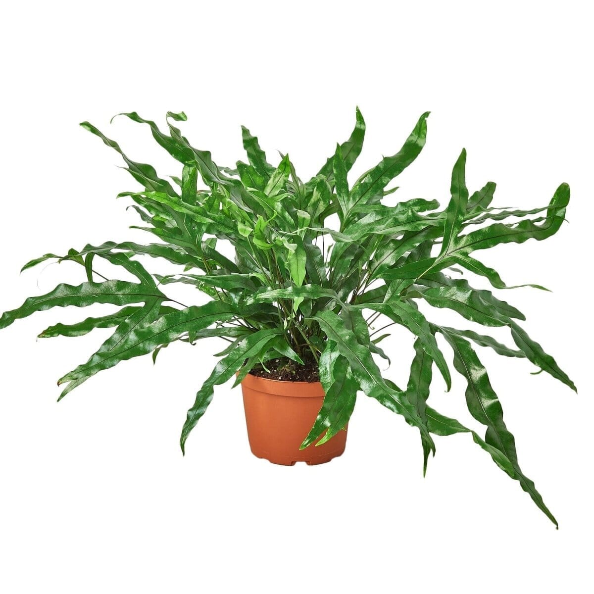 Fern 'Kangaroo Paw'-6" Plant-Trendy Gardener