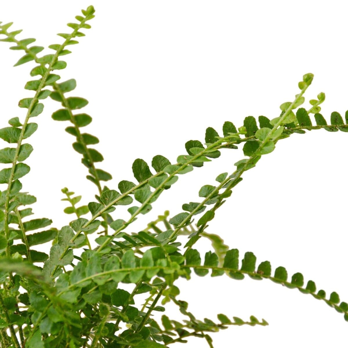 Fern 'Lemon Button'-Indoor Plants-Trendy Gardener