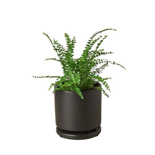 Fern 'Lemon Button'-Indoor Plants-Trendy Gardener