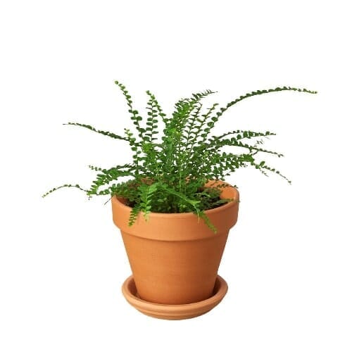 Fern 'Lemon Button'-Indoor Plants-Trendy Gardener