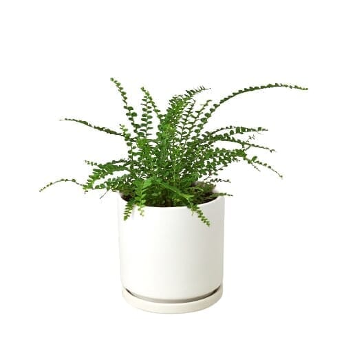 Fern 'Lemon Button'-Indoor Plants-Trendy Gardener