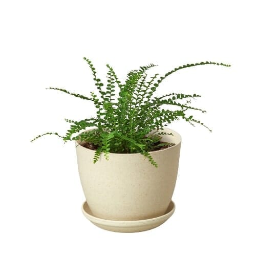 Fern 'Lemon Button'-Indoor Plants-Trendy Gardener