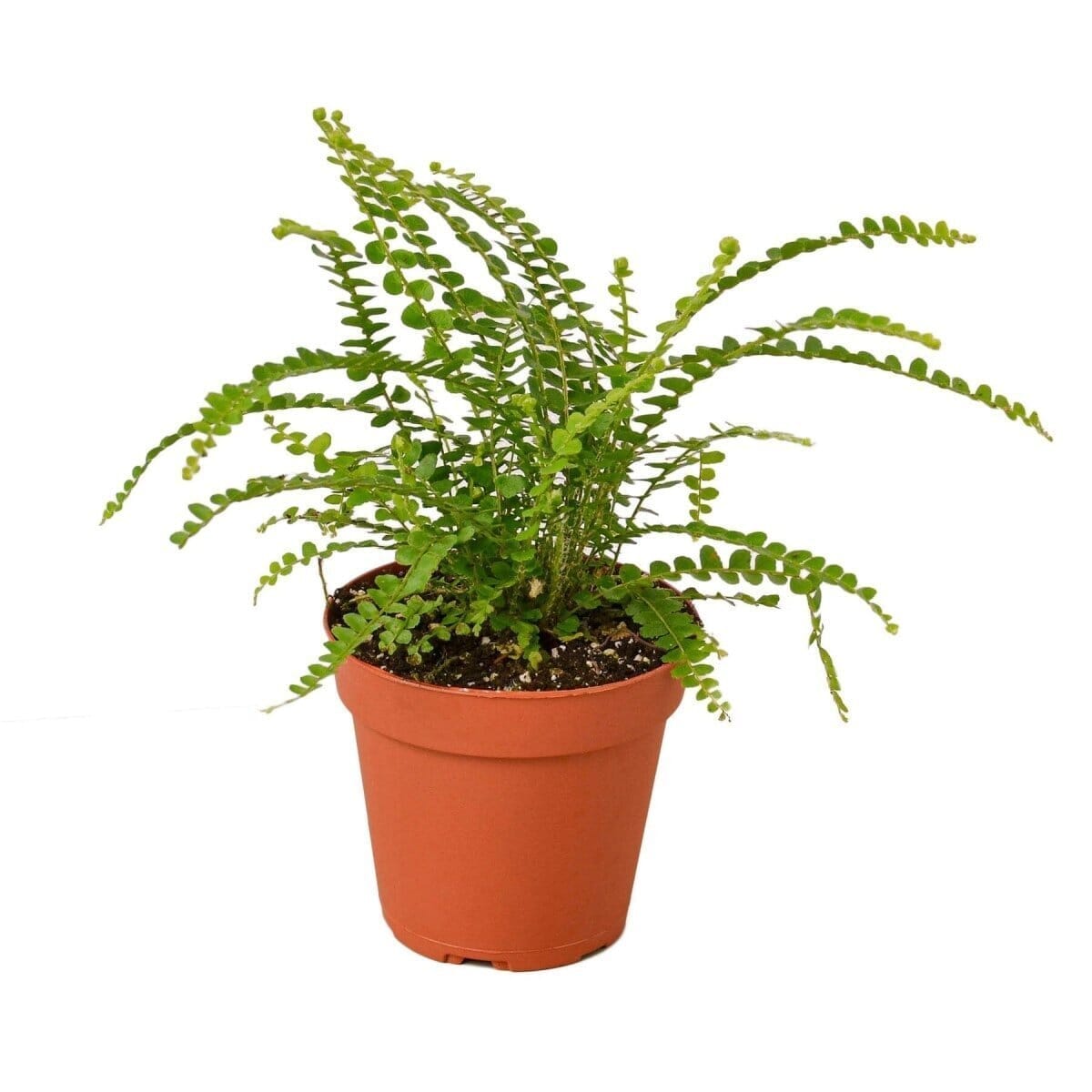 Fern 'Lemon Button'-Indoor Plants-Trendy Gardener