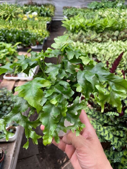 Fern 'Nicolas Diamond'-Indoor Plants-Trendy Gardener