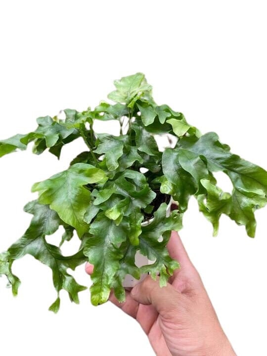 Fern 'Nicolas Diamond'-Indoor Plants-Trendy Gardener