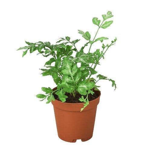 Fern 'Silver Lace'-Indoor Plants-Trendy Gardener