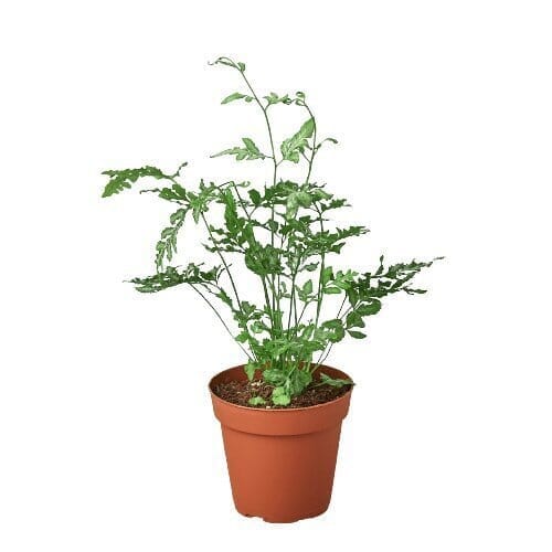 Fern 'Silver Lace'-Indoor Plants-Trendy Gardener