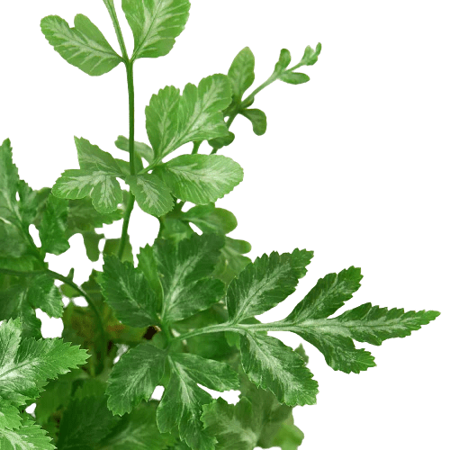 Fern 'Silver Lace'-Indoor Plants-Trendy Gardener