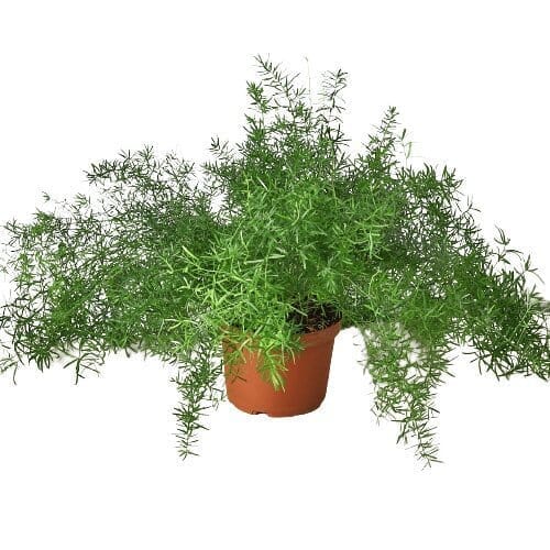 Fern 'Sprengeri'-Indoor Plants-Trendy Gardener