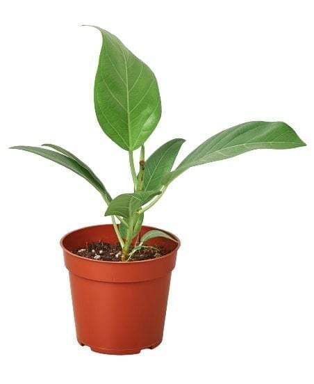 Ficus 'Audrey'-Indoor Plants-Trendy Gardener