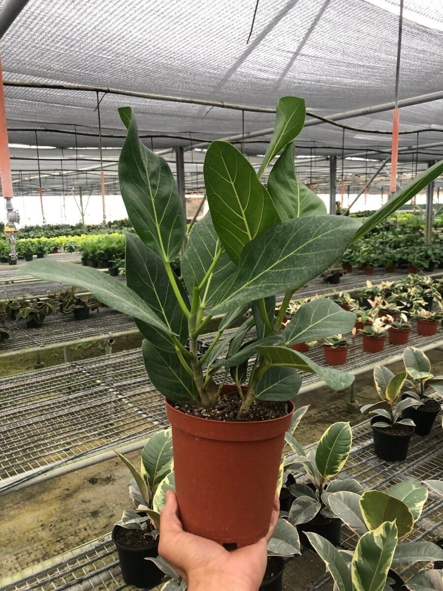 Ficus 'Audrey'-Indoor Plants-Trendy Gardener