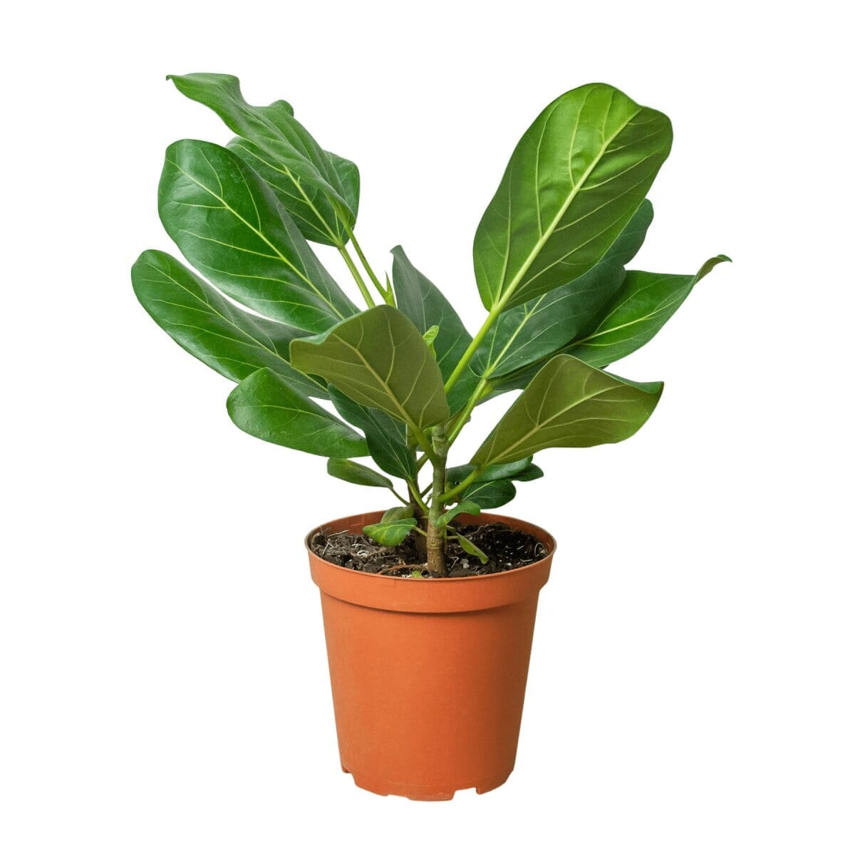 Ficus 'Audrey'-Indoor Plants-Trendy Gardener