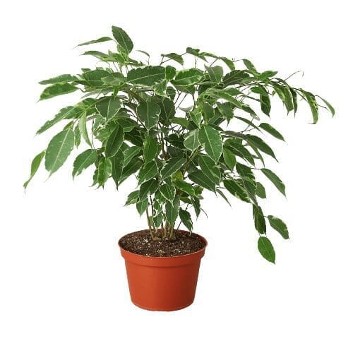 Ficus 'Breeze' - 6" Pot-Indoor Plants-Trendy Gardener