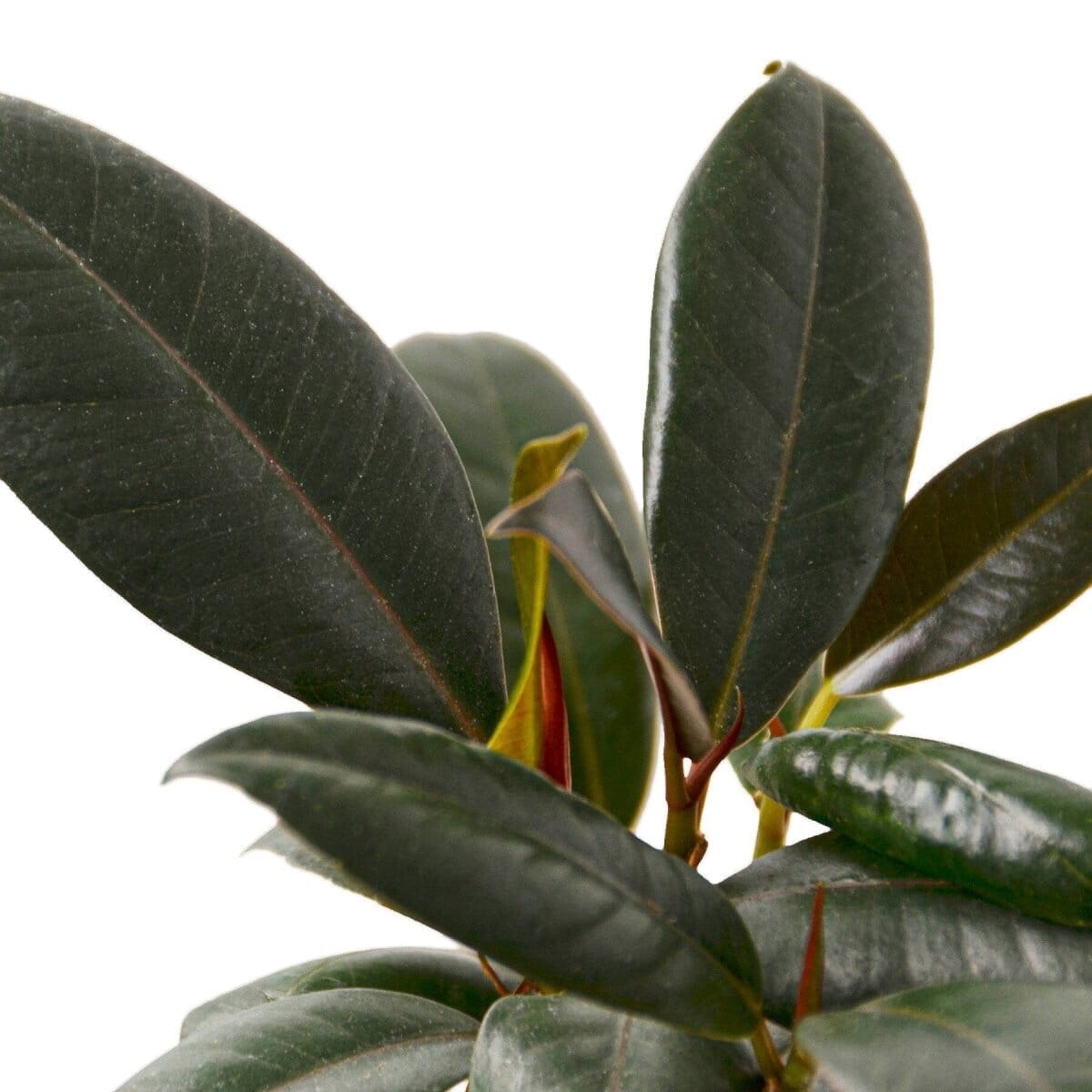 Ficus Elastica 'Burgundy'-Indoor Plants-Trendy Gardener