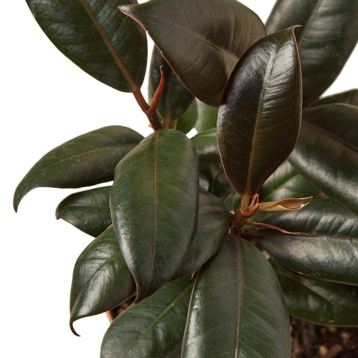 Ficus Elastica 'Burgundy'-Indoor Plants-Trendy Gardener