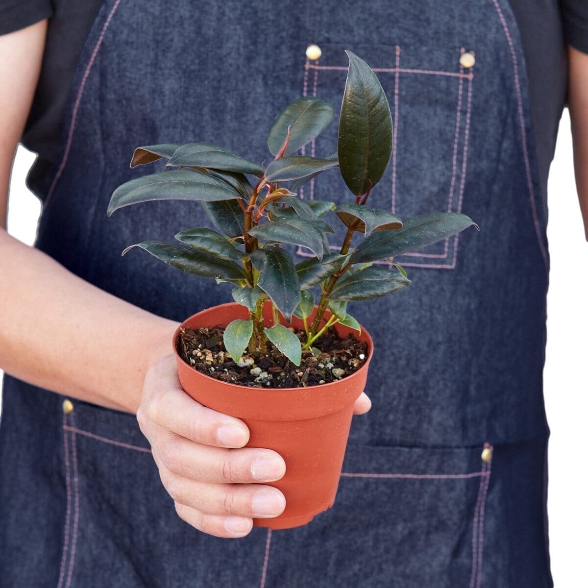 Ficus Elastica 'Burgundy'-Indoor Plants-Trendy Gardener