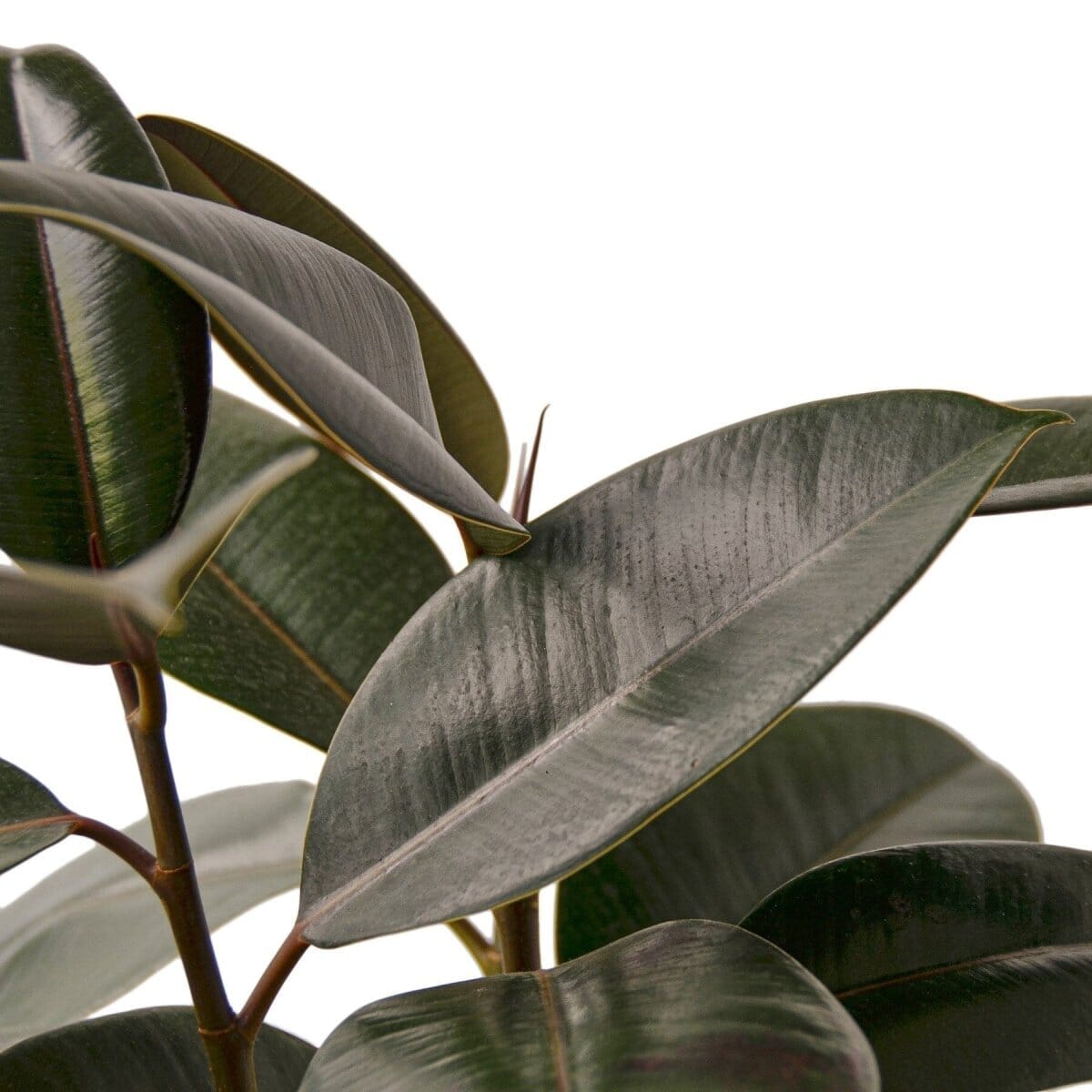 Ficus Elastica 'Burgundy'-Indoor Plants-Trendy Gardener