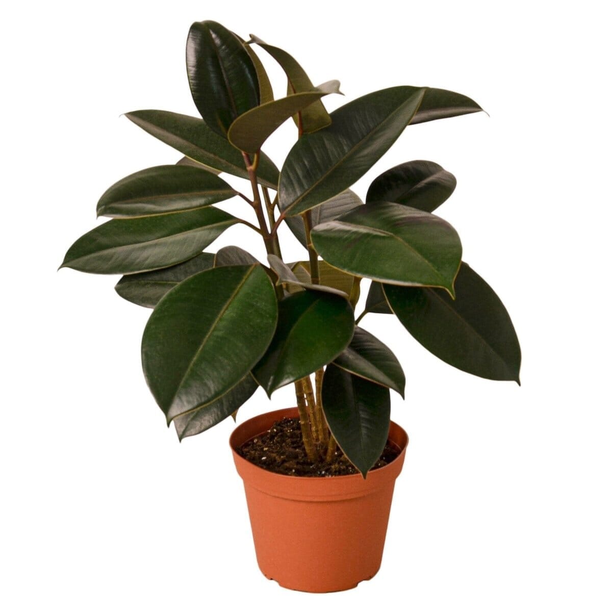 Ficus Elastica 'Burgundy'-Indoor Plants-Trendy Gardener