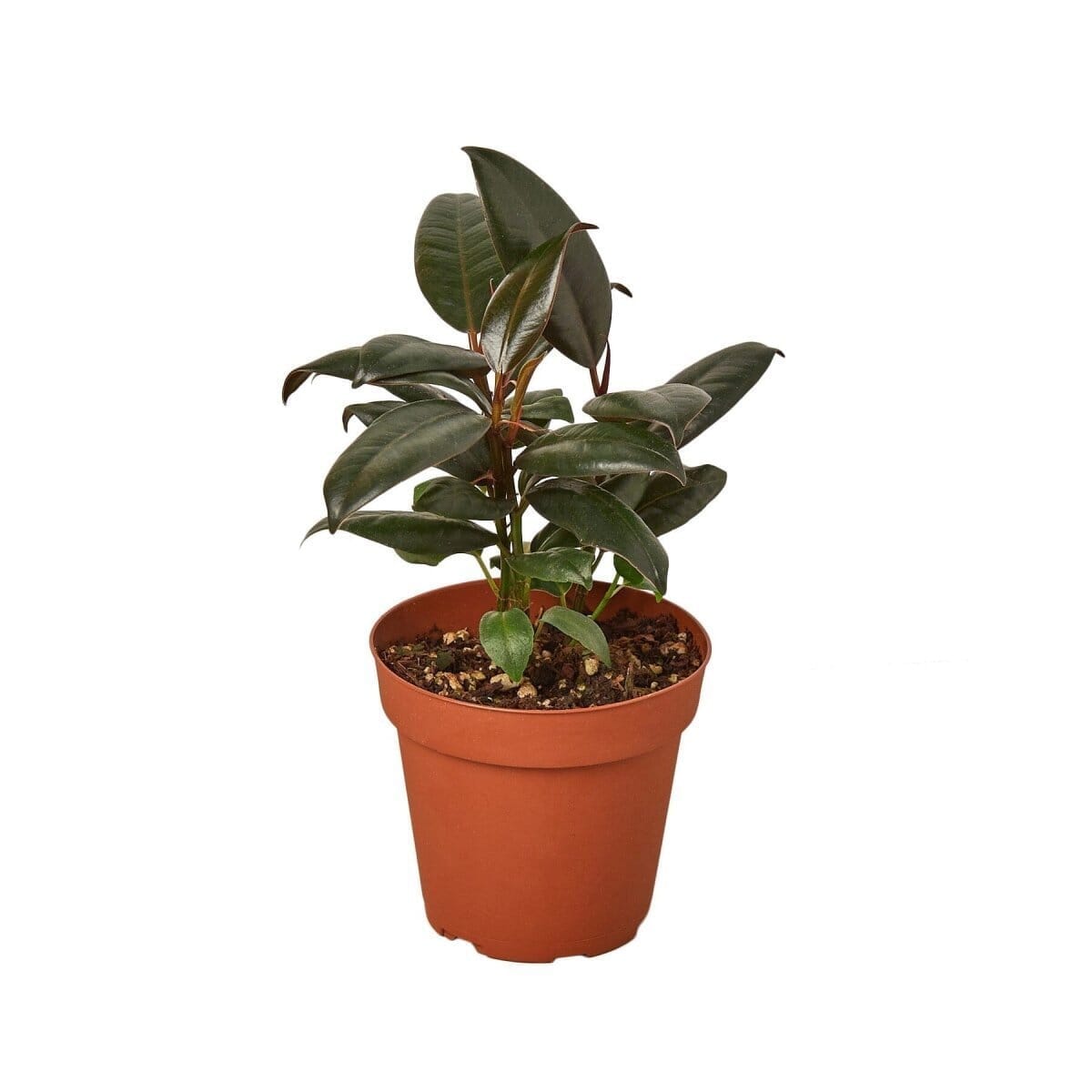 Ficus Elastica 'Burgundy'-Indoor Plants-Trendy Gardener