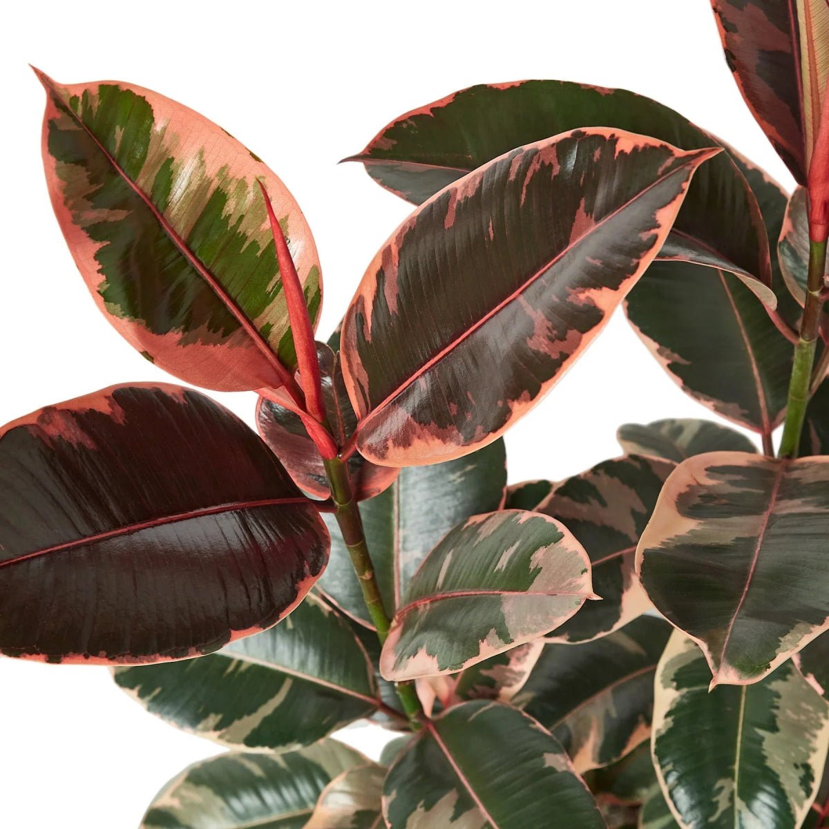 Ficus Elastica 'Ruby Pink'-Indoor Plants-Trendy Gardener