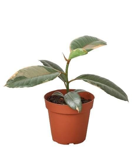 Ficus Elastica 'Ruby Pink'-Indoor Plants-Trendy Gardener