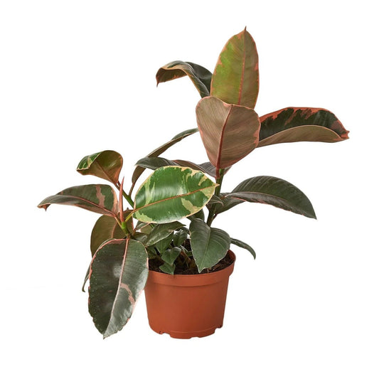 Ficus Elastica 'Ruby Pink'-Indoor Plants-Trendy Gardener