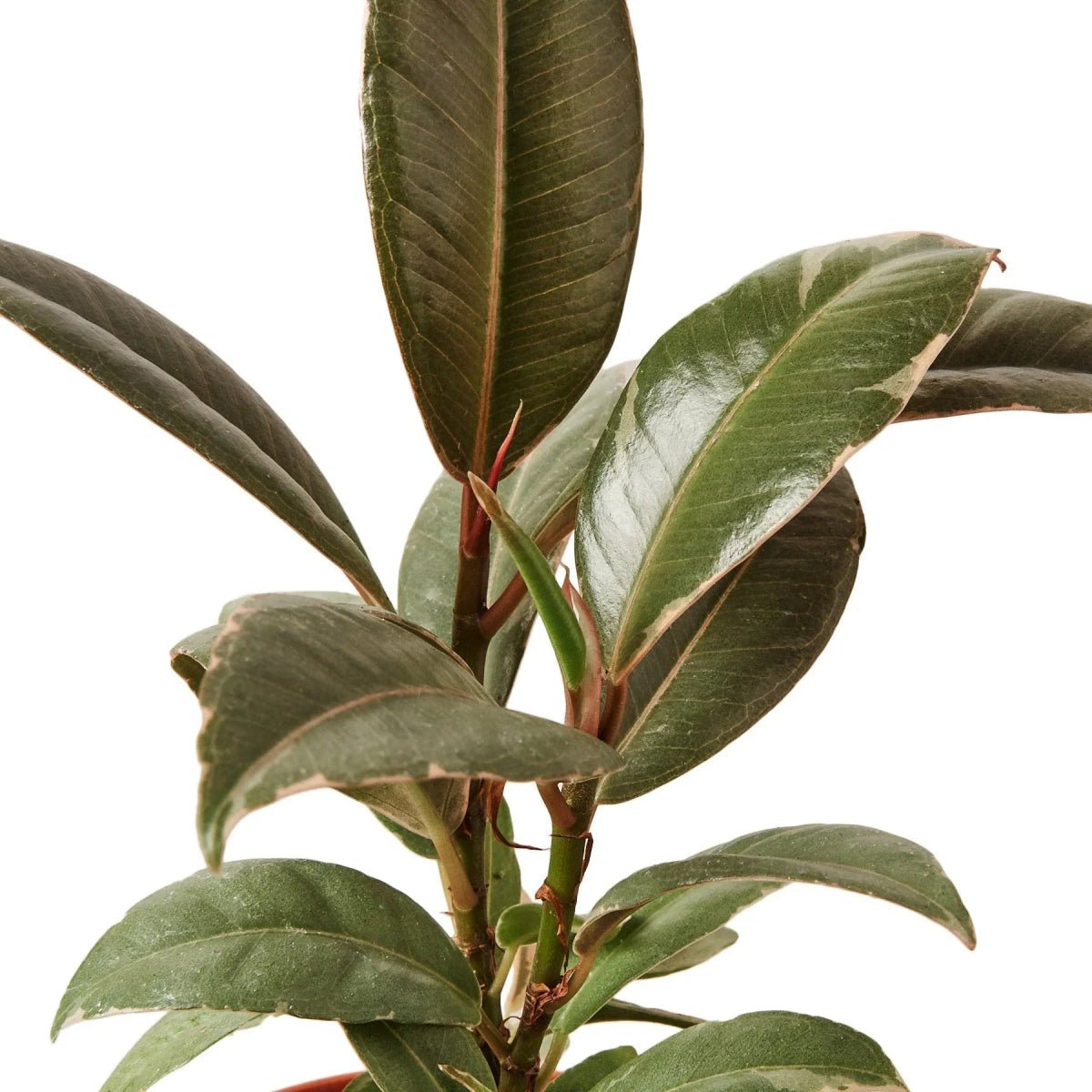 Ficus Elastica 'Tineke'-Indoor Plants-Trendy Gardener