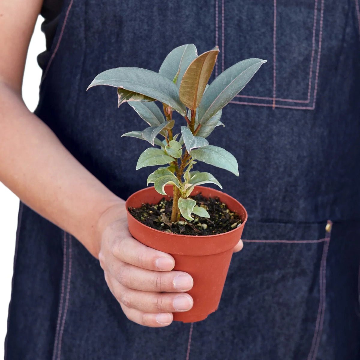 Ficus Elastica 'Tineke'-Indoor Plants-Trendy Gardener