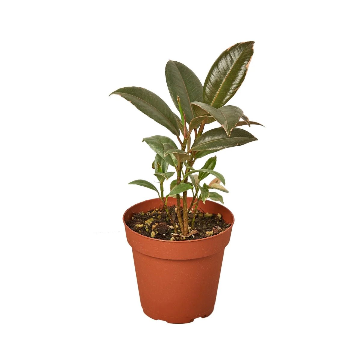 Ficus Elastica 'Tineke'-Indoor Plants-Trendy Gardener