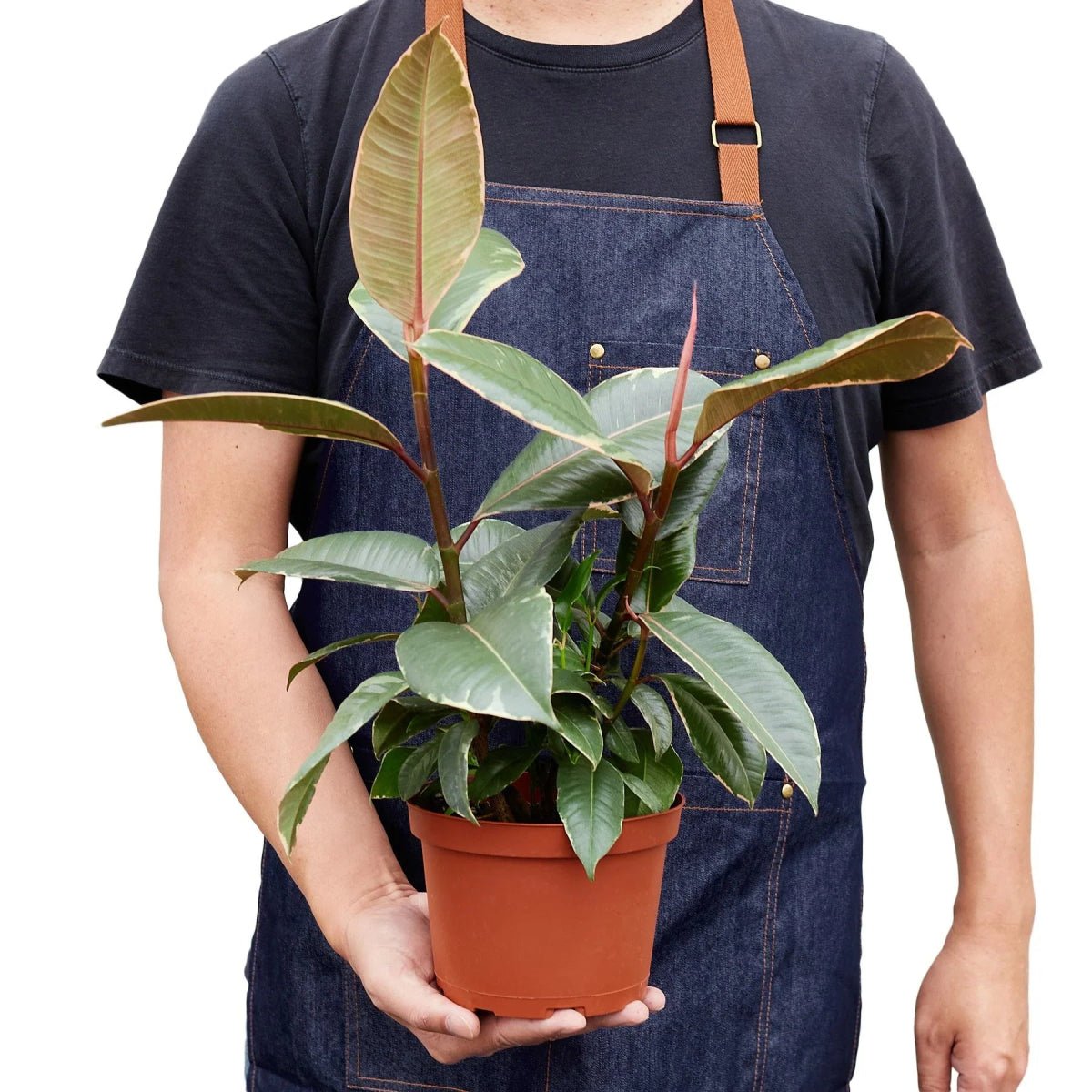 Ficus Elastica 'Tineke'-Indoor Plants-Trendy Gardener