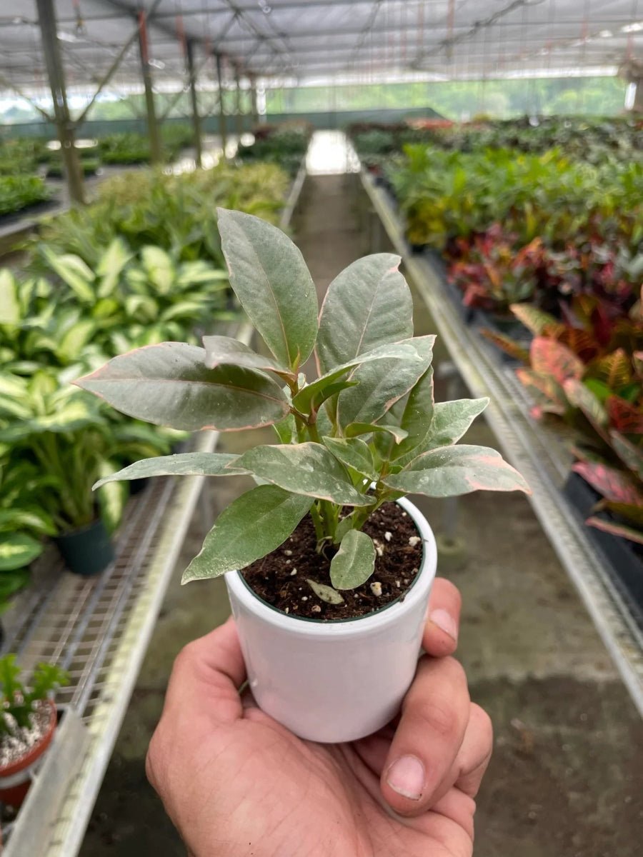 Ficus Elastica 'Tineke'-Indoor Plants-Trendy Gardener