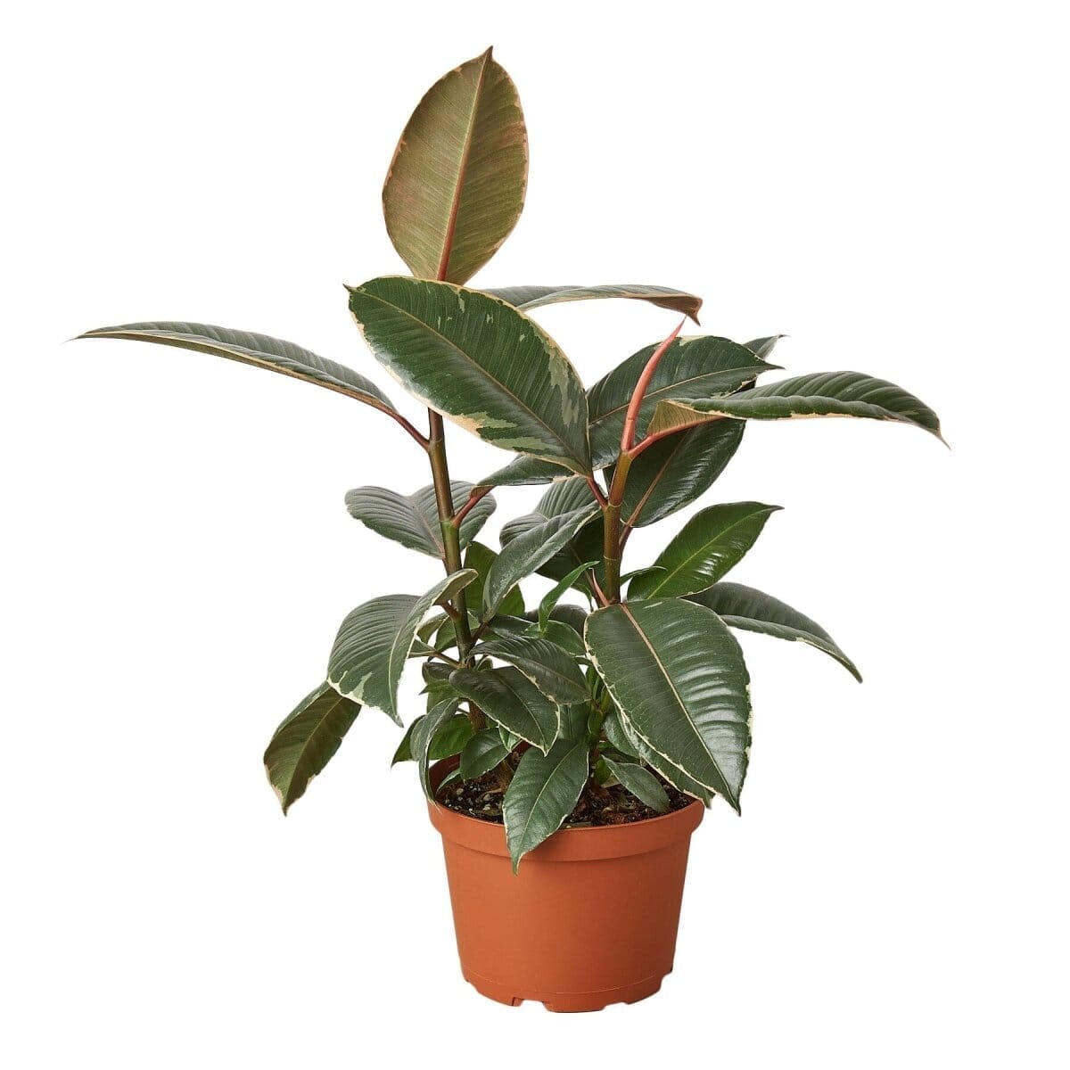 Ficus Elastica 'Tineke'-Indoor Plants-Trendy Gardener