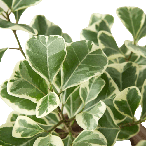 Ficus Elastica 'Triangularis' Variegated-Indoor Plants-Trendy Gardener