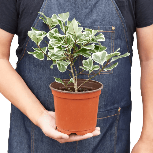 Ficus Elastica 'Triangularis' Variegated-Indoor Plants-Trendy Gardener