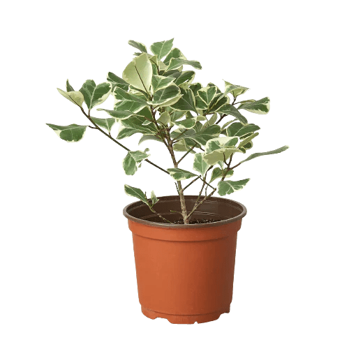 Ficus Elastica 'Triangularis' Variegated-Indoor Plants-Trendy Gardener