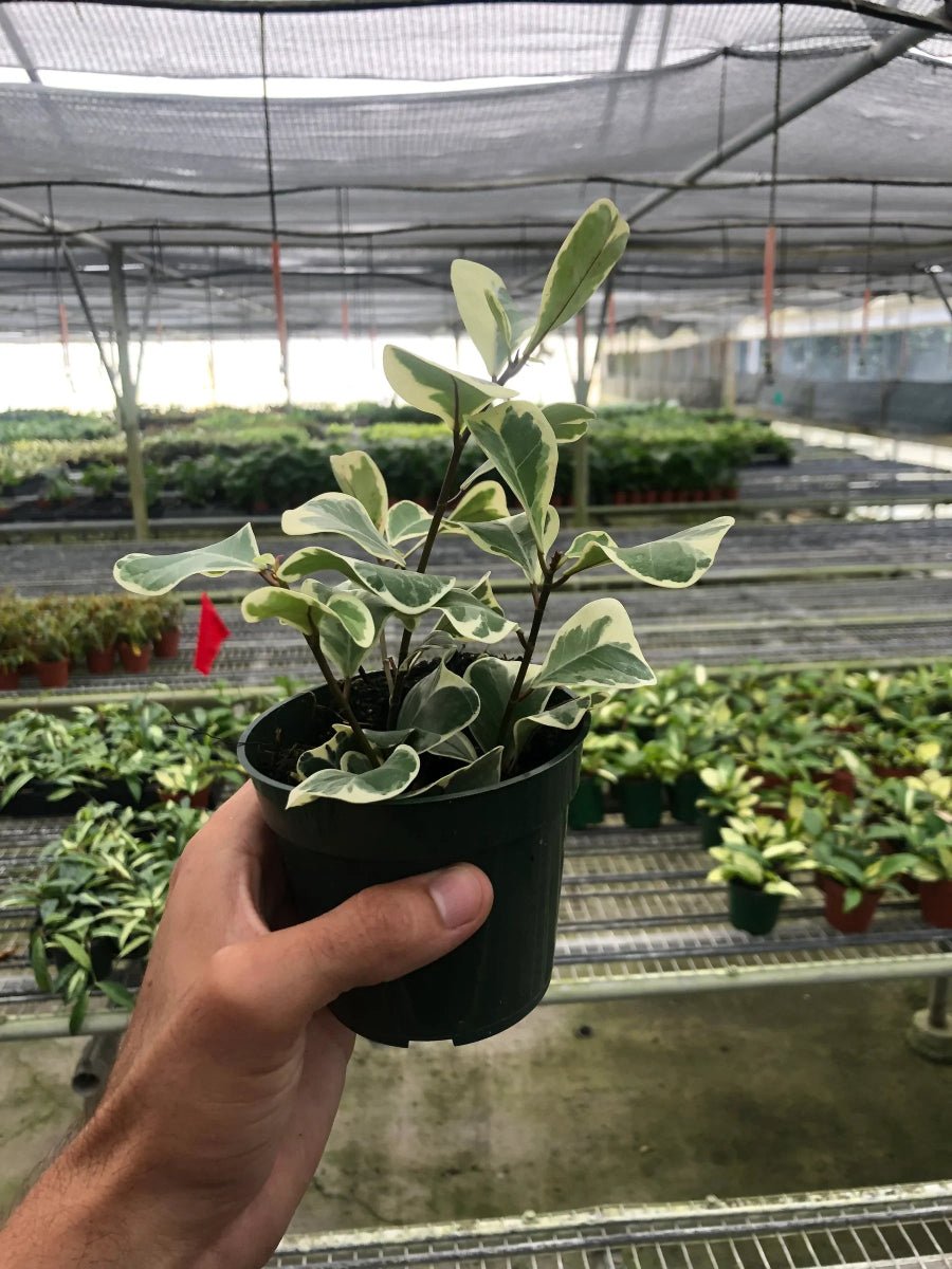 Ficus Elastica 'Triangularis' Variegated-Indoor Plants-Trendy Gardener