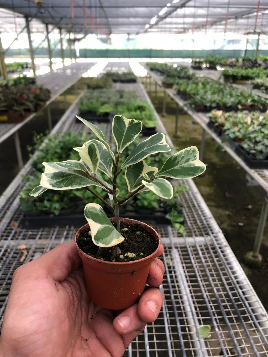 Ficus Elastica 'Triangularis' Variegated-Indoor Plants-Trendy Gardener